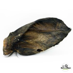 Oreille de bœuf avec poils